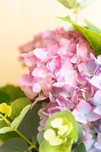 Rosa Och Blå Hortensia Blomma Abstrakt Vacker Blomma Konsistens — Stockfoto