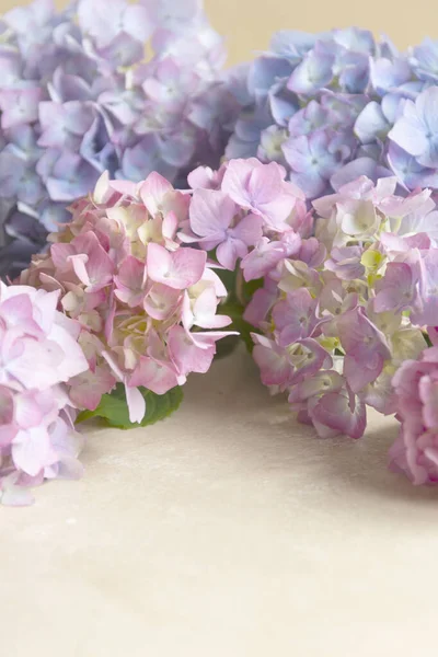 Hydrangea Virágok Absztrakt Rózsaszín Kék Virágos Háttér Szelektív Fókusz Másolás — Stock Fotó