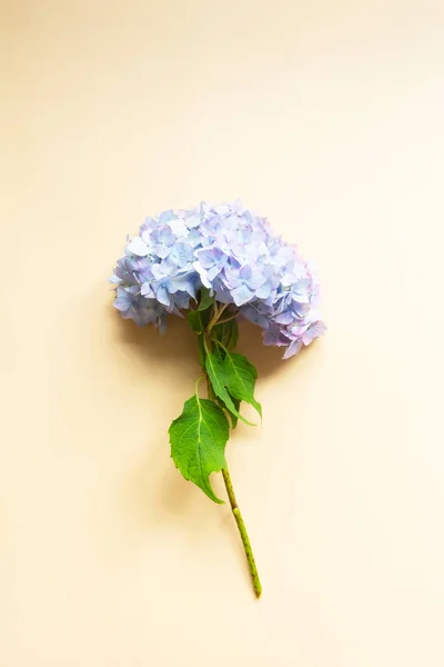 Вид Сверху Цветка Гипсогеи Красота Концепция Женского Здоровья Абстрактный Цветочный — стоковое фото