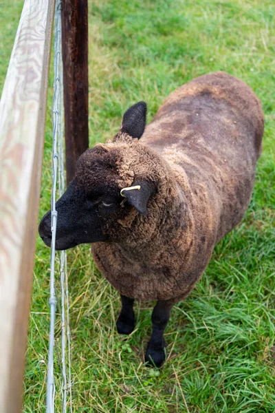 Ovelhas Negras Raras Grama Verde Fazenda Animais Atrás Cerca — Fotografia de Stock