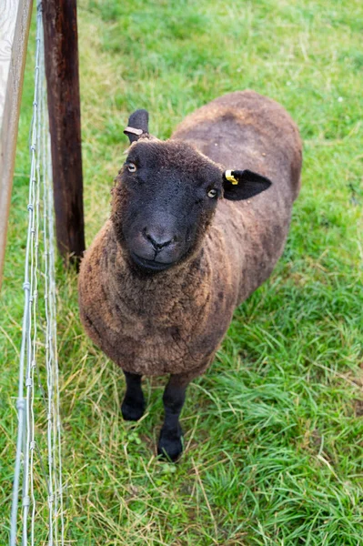 Ovelhas Negras Raras Grama Verde Fazenda Animais Atrás Cerca — Fotografia de Stock