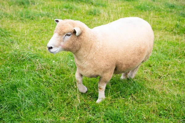 Adorabile Simpatica Pecorella Lbaby Agnello Nell Erba Verde Presso Allevamento — Foto Stock