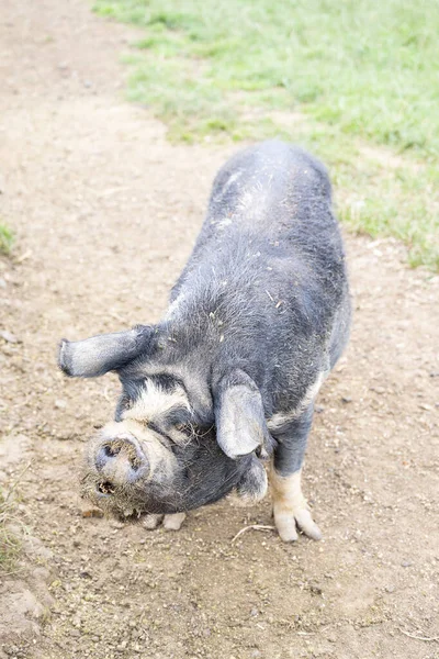 Mangulitsa black pig at the farm. Domestic pig closeup