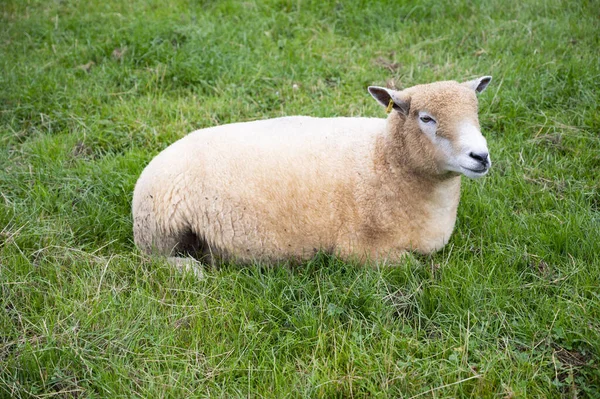 Adorable Cute Little Sheep Lbaby Amb Green Grass Animal Farm — Zdjęcie stockowe
