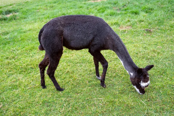 Alpaca Preta Campo Verde Fazenda Animais Reino Unido — Fotografia de Stock