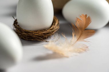 Paskalya, bahar arkaplanı. Yumurta kutusunda tüylü beyaz tavuk yumurtası..