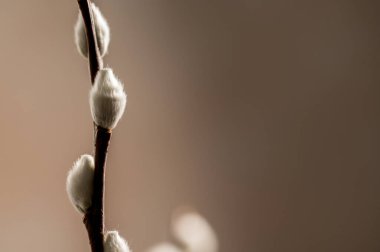 Spring background. Bunch of pussy willow branches twigs, copy space