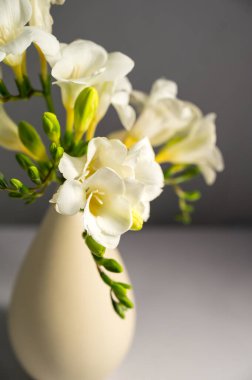 Beyaz çiçek baharı, paskalya arkaplanı. Vazoda Frezya beyaz çiçekleri.