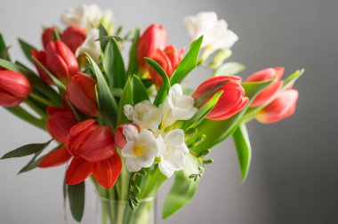 Bahar çiçeği arkaplanı. Kırmızı laleler ve cam vazoda beyaz çiçek buketi. Boşluğu kopyala