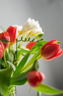 Bahar çiçeği arkaplanı. Kırmızı laleler ve Fresia beyaz çiçek buketi. Yüksek kalite fotoğraf