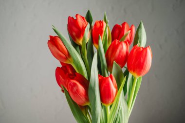 Bahar çiçekleri arka planı. Bir buket taze kırmızı lale, doğum günü veya paskalya arkaplanı