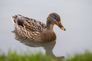 Mallard ördeği dişi, gölde yüzen yaygın bir ördek, Aralık 2025, İngiltere.