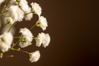 Beyaz çingene çiçekleri, makro fotoğrafçılık. Tebrik kartı, maket. Bahar çiçekleri, tatil geçmişi