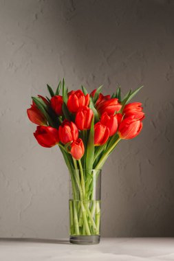 Vazoda bahar çiçekleri. Bir buket taze kırmızı lale, doğum günü veya paskalya arkaplanı