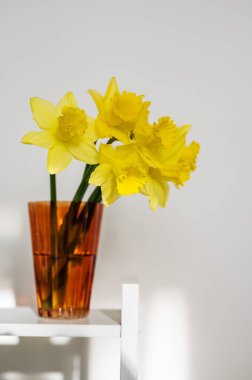 Bahar çiçeği arkaplanı. Turuncu cam vazoda sarı taze nergisler, beyaz arka planda fotokopi alanı var. Paskalya soyut maketi