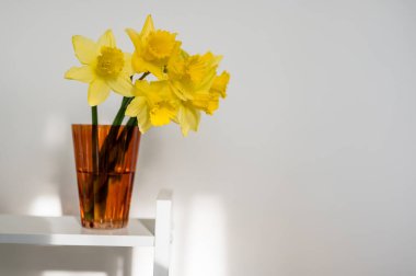 Bahar çiçeği arkaplanı. Turuncu cam vazoda sarı taze nergisler, beyaz arka planda fotokopi alanı var. Paskalya soyut maketi