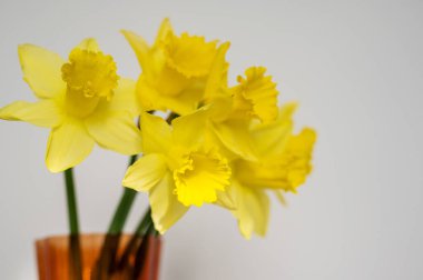 Bahar çiçeği arkaplanı. Turuncu cam vazoda sarı taze nergisler, beyaz arka planda fotokopi alanı var. Paskalya soyut maketi