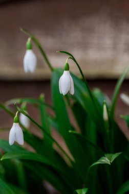 Bahar çiçeği arka planı. Karanlık ve karamsar. İlk küçük kar damlası beyaz çiçek makro fotoğrafı