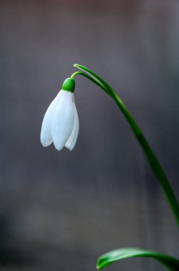 Bahar çiçeği arka planı. Kış. İlk küçük kar damlası beyaz çiçek makro fotoğrafı