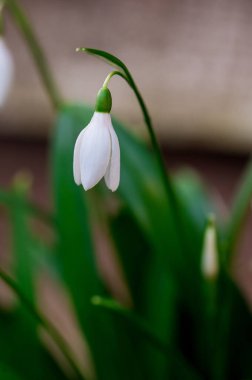 Bahar çiçeği arka planı. Karanlık ve karamsar. İlk küçük kar damlası beyaz çiçek makro fotoğrafı