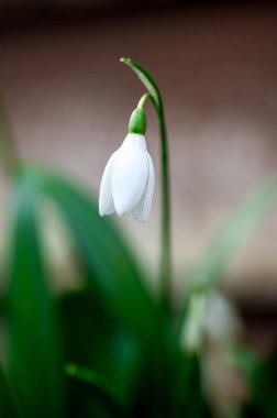 Bahar çiçeği arka planı. Karanlık ve karamsar. İlk küçük kar damlası beyaz çiçek makro fotoğrafı