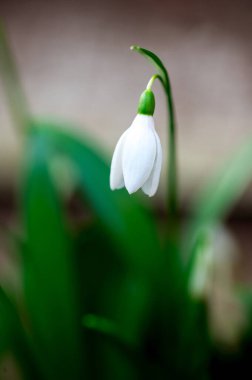 Bahar çiçeği arka planı. Paskalya. İlk küçük kar damlası beyaz çiçek makro fotoğrafı