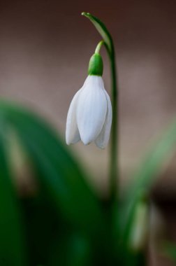 Bahar çiçeği arka planı. Kış. İlk küçük kar damlası beyaz çiçek makro fotoğrafı