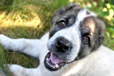 Orta Asya çoban köpek
