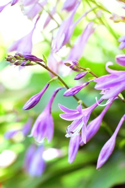 Hosta flores close-up — Fotografia de Stock