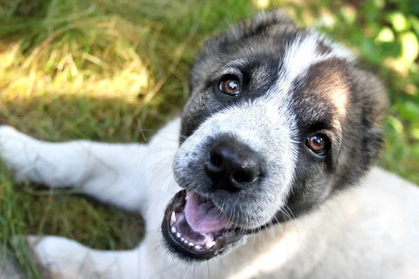 中亚牧羊犬小狗 图库图片