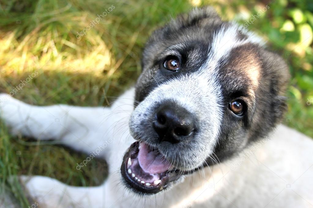 Central Asian Shepherd puppy