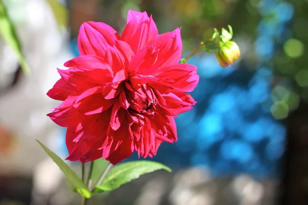 Crimson dahlia flor closeup — Fotografia de Stock