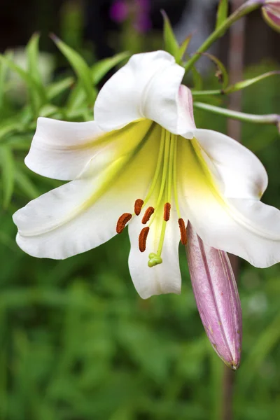 Branco Lilium regale closeup — Fotografia de Stock