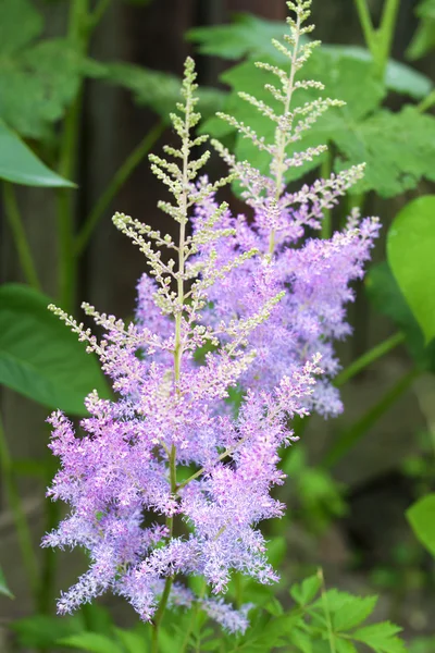 Flores rosa Astilbe close-up — Fotografia de Stock