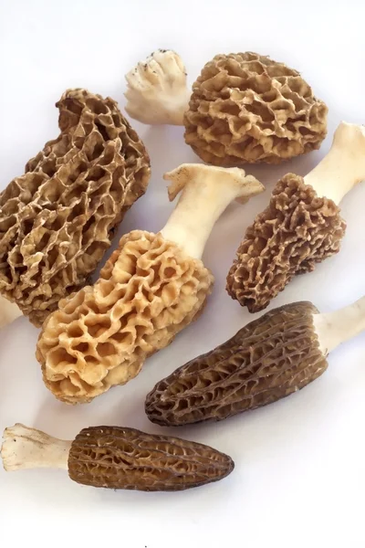 Groep van morel paddestoelen — Stockfoto