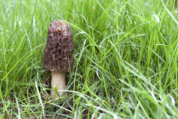 Morel cogumelo crescendo na grama Fotografia De Stock