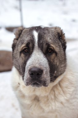 Beş ay köpek Orta Asya Shepherd portresi 