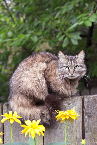 Fluffy cat sitting on a wooden fence Royalty Free Stock Images