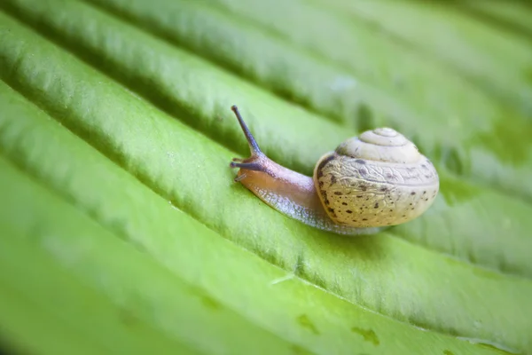 Snail on the green Hosta leaf — Stock Photo, Image