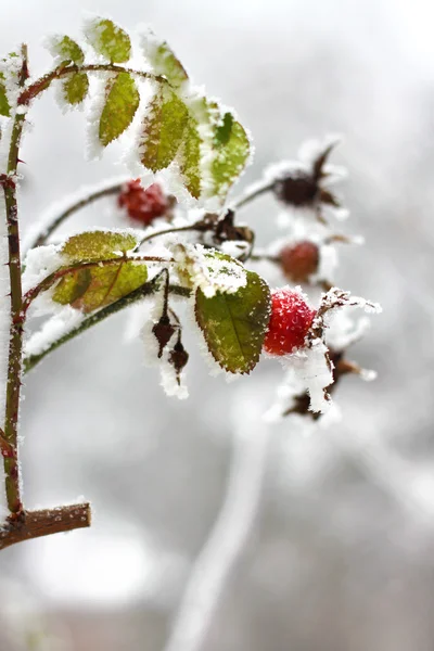 Branch of frozen dog-rose in a winter — Stock Photo, Image