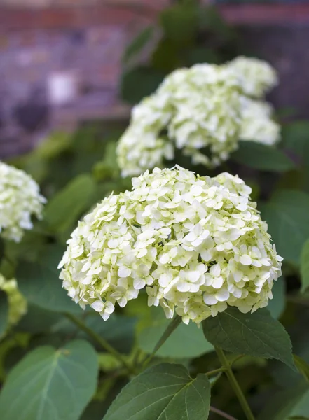 Blommande vit hortensia Stockbild