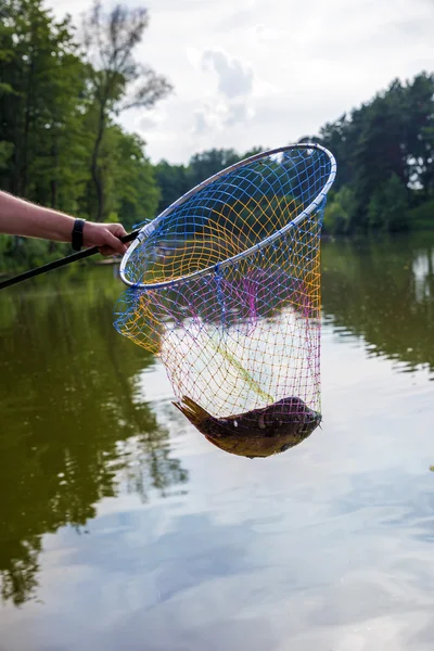 Landing net met gevangen vis — Stockfoto