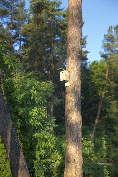 Birdhouse em um pinheiro — Fotografia de Stock