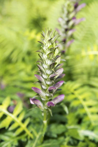 Acanthus Mollis (Bear 's Breeches) flor de primer plano — Foto de Stock