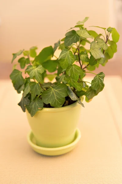 Planta hera em vaso amarelo — Fotografia de Stock