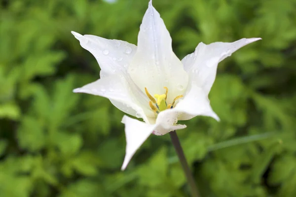 Tulipa branca close-up — Fotografia de Stock
