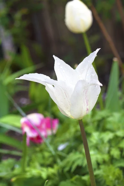 White tulip closeup — Stock Photo, Image