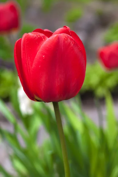 Tulips in spring — Stock Photo, Image