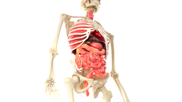 Animated Human Organs over white background with alpha channel — Stock Video