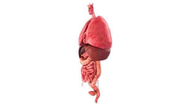 Human internal  organs rotation 360, loop — Stock Video